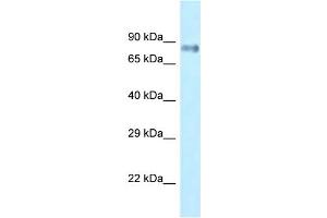 WB Suggested Anti-Lrrfip1 Antibody Titration: 1. (LRRFIP1 抗体  (C-Term))