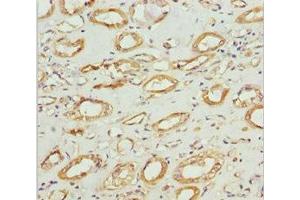 Immunohistochemistry of paraffin-embedded human kidney tissue using ABIN7160986 at dilution of 1:100 (NDUFS1 抗体  (AA 80-290))