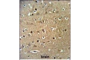 FA Antibody (Center) (ABIN653672 and ABIN2843004) IHC analysis in formalin fixed and paraffin embedded brain tissue followed by peroxidase conjugation of the secondary antibody and DAB staining. (STRIP1 抗体  (AA 352-381))