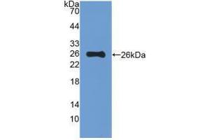 Western blot analysis of recombinant Mouse MUC5B. (MUC5B 抗体  (AA 75-295))