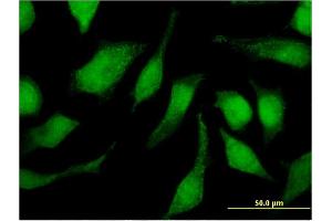 Immunofluorescence (IF) image for anti-Tripartite Motif Containing 47 (TRIM47) (AA 539-638) antibody (ABIN530034)