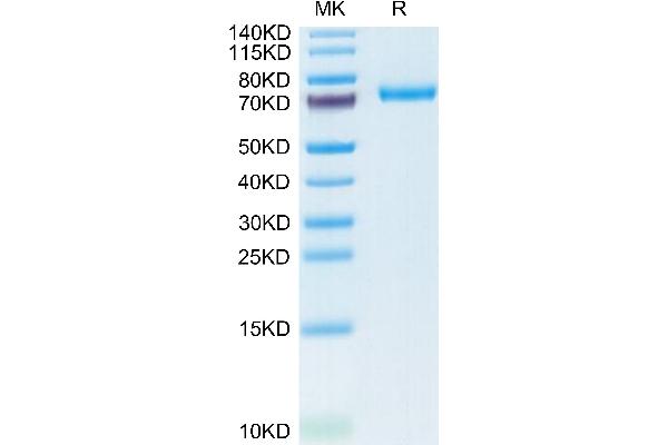 Desmoglein 3 Protein (DSG3) (AA 50-615) (His tag)