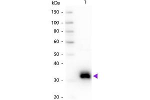 Western blot of Goat Anti-Rat IgG F(c) secondary antibody. (山羊 anti-大鼠 IgG (Fc Region) Antibody - Preadsorbed)