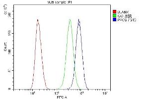 anti-Phosphopantothenoylcysteine Synthetase (PPCS) (C-Term) antibody