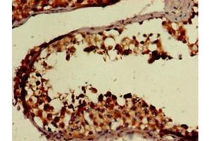 Immunohistochemistry of paraffin-embedded human testis tissue using ABIN7152652 at dilution of 1:100 (FAAH 抗体  (AA 205-342))