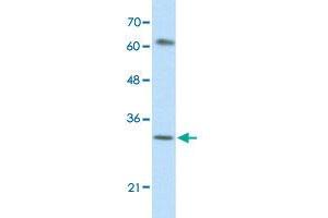 Western Blot analysis of HepG2 cell lysate with AUH polyclonal antibody  at 0. (AUH 抗体  (C-Term))