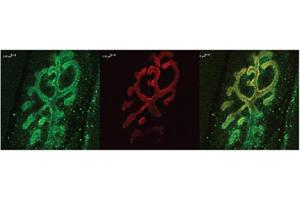 Bassoon Immunofluorescence. (Bassoon 抗体  (N-Term))