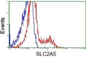 HEK293T cells transfected with either pCMV6-ENTRY SLC2A5 (RC200418) (Red) or empty vector control plasmid (Blue) were immunostained with anti-SLC2A5 mouse monoclonal (ABIN2452384, Dilution 1:1,000), and then analyzed by flow cytometry. (SLC2A5 抗体)