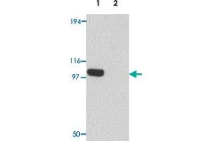 Western blot analysis of PION in EL4 cell lysate with PION polyclonal antibody  at 0. (GSAP 抗体  (C-Term))