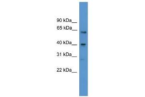 WB Suggested Anti-SSTR2 Antibody Titration: 0. (SSTR2 抗体  (Middle Region))