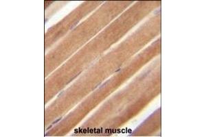 EphB2 Antibody (N-term) A immunohistochemistry analysis in formalin fixed and paraffin embedded human skeletal muscle followed by peroxidase conjugation of the secondary antibody and DAB staining. (EPH Receptor B2 抗体  (N-Term))