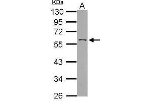 WB Image Sample (30 ug of whole cell lysate) A: HepG2 10% SDS PAGE antibody diluted at 1:1000 (ANGPTL3 抗体)