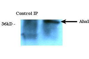 Immunoprecipitation analysis using Rat Anti-Aha1 Monoclonal Antibody, Clone 25F2. (AHSA1 抗体  (Atto 390))