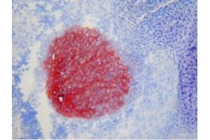 Immunohistochemistry (IHC) image for anti-Contactin 2 (Axonal) (CNTN2) antibody (ABIN400637) (CNTN2 抗体)