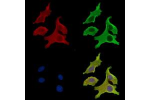 ABIN7097114 and ABIN7101181 staining Hela cells by IF/ICC. (LRRTM4 抗体)