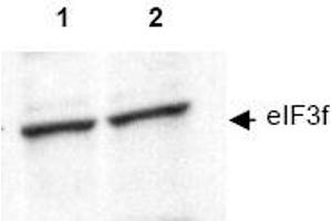 Image no. 1 for anti-Eukaryotic Translation Initiation Factor 3 Subunit F (EIF3F) (AA 114-125) antibody (ABIN401344) (EIF3F 抗体  (AA 114-125))