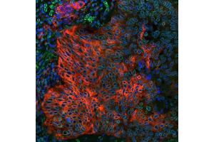 Immunofluorescence (IF) image for anti-CD274 (PD-L1) (C-Term) antibody (ABIN7454042)
