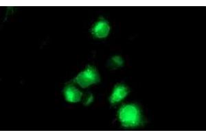 Anti-TMPRSS5 mouse monoclonal antibody (ABIN2454938) immunofluorescent staining of COS7 cells transiently transfected by pCMV6-ENTRY TMPRSS5 (RC223774). (TMPRSS5 抗体)