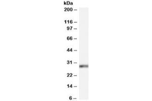 Western blot testing of HeLa cell lysate with HOXB13 antibody at 0. (HOXB13 抗体)