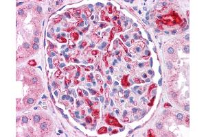 Immunohistochemistry (IHC) image for anti-Apolipoprotein E (APOE) (N-Term) antibody (ABIN503507) (APOE 抗体  (N-Term))