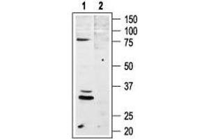 Western blot analysis of rat brain lysates: - 1.