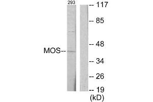 Western Blotting (WB) image for anti-Moloney Sarcoma Oncogene (MOS) (Internal Region) antibody (ABIN1849094) (MOS 抗体  (Internal Region))