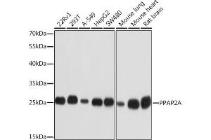Western blot analysis of extracts of various cell lines, using PPA Rabbit pAb (ABIN3017289, ABIN3017290, ABIN3017291 and ABIN6220024) at 1:1000 dilution. (PPAP2A 抗体  (AA 1-100))