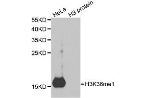 Western blot analysis of extracts of various cell lines, using MonoMethyl-Histone H3-K36 antibody. (Histone 3 抗体  (H3K36me))