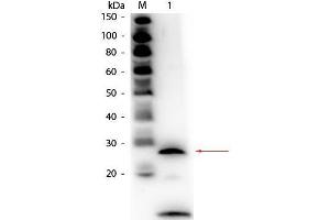 Western Blot of Rabbit anti-Trypsin Antibody Biotin Conjugated. (Trypsin 抗体  (Biotin))