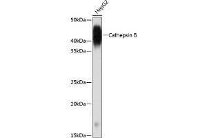 Western blot analysis of extracts of HepG2 cells, using Cathepsin B antibody (ABIN7266148) at 1:1000 dilution. (Cathepsin B 抗体)