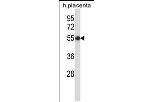Western blot analysis in human placenta tissue lysates (35ug/lane). (SMARCB1 抗体  (N-Term))