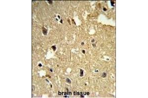 Formalin-fixed and paraffin-embedded human brain tissue reacted with TBB1 Antibody, which was peroxidase-conjugated to the secondary antibody, followed by DAB staining. (TUBB1 抗体)
