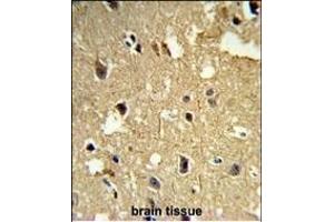 Formalin-fixed and paraffin-embedded human brain tissue reacted with TBB1 Antibody, which was peroxidase-conjugated to the secondary antibody, followed by DAB staining.