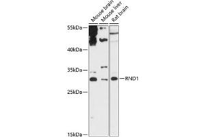 Western blot analysis of extracts of various cell lines, using RND1 antibody (ABIN6128639, ABIN6146997, ABIN6146998 and ABIN6217798) at 1:3000 dilution. (RND1 抗体  (AA 103-232))