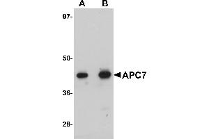 Western Blotting (WB) image for anti-Anaphase Promoting Complex Subunit 7 (ANAPC7) (C-Term) antibody (ABIN1030245) (ANAPC7 抗体  (C-Term))