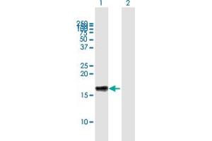 Western Blot analysis of LST1 expression in transfected 293T cell line by LST1 MaxPab polyclonal antibody. (LST1 抗体  (AA 1-118))