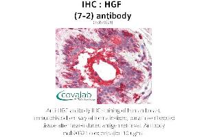 Image no. 2 for anti-Hepatocyte Growth Factor (Hepapoietin A, Scatter Factor) (HGF) antibody (ABIN1723243) (HGF 抗体)