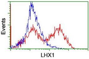 Image no. 3 for anti-LIM Homeobox 1 (LHX1) (AA 100-362) antibody (ABIN1490803)