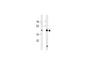 Western Blotting (WB) image for anti-Heat Shock Factor Protein 1 (HSF1) (AA 278-309), (Sumoylation Site) antibody (ABIN389069)