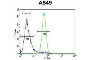 Flow cytometric analysis of A549 cells using FSTL1 Antibody (C-term) Cat. (FSTL1 抗体  (C-Term))