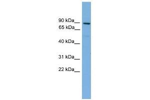 Mitofusin 1 antibody used at 1 ug/ml to detect target protein. (MFN1 抗体  (Middle Region))