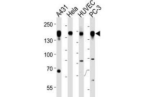 Epidermal Growth Factor Receptor antibody western blot analysis in A431, HeLa, HUVEC, PC3 lysate (EGFR 抗体  (AA 1070-1099))
