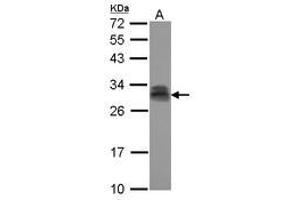 Image no. 2 for anti-Pituitary Tumor-Transforming 2 (PTTG2) (AA 2-174) antibody (ABIN1500512) (PTTG2 抗体  (AA 2-174))