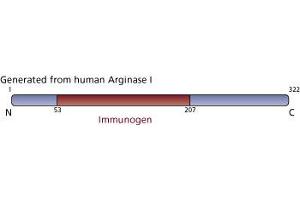 Image no. 2 for anti-Arginase, Liver (ARG1) (AA 53-207) antibody (ABIN968128) (Liver Arginase 抗体  (AA 53-207))