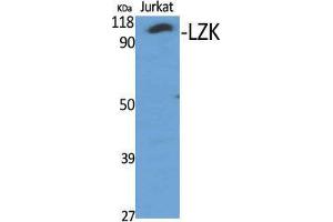 Western Blot (WB) analysis of specific cells using LZK Polyclonal Antibody. (MAP3K13 抗体  (Internal Region))