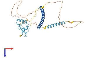 THAP Domain Containing 11 (THAP11) (AA 1-305) protein (His tag)