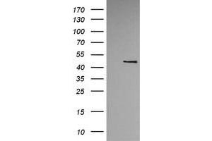 Image no. 1 for anti-tRNA 5-Methylaminomethyl-2-Thiouridylate Methyltransferase (TRMU) antibody (ABIN1501523) (TRMU 抗体)