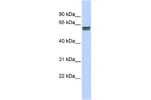 WB Suggested Anti-PEPD Antibody Titration: 0. (PEPD 抗体  (Middle Region))