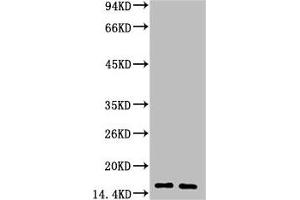 Western blot analysis of 1) Human Milk, 2) Milk, diluted at 1:3000. (LALBA 抗体)