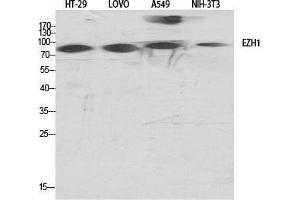 Western Blot (WB) analysis of specific cells using ENX-2 Polyclonal Antibody. (EZH1 抗体  (Internal Region))